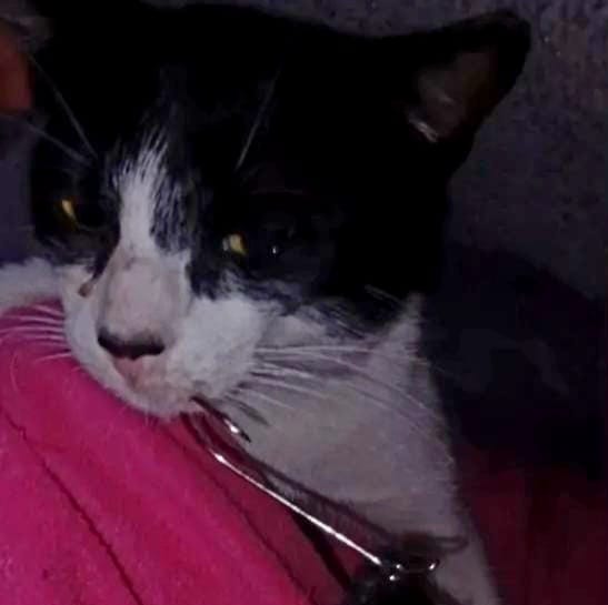 Denuncian dos casos de crueldad animal en La Paz